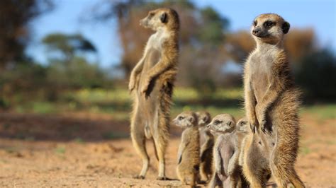 Free Photo Meerkat Africa Animal Meerkats Free Download Jooinn