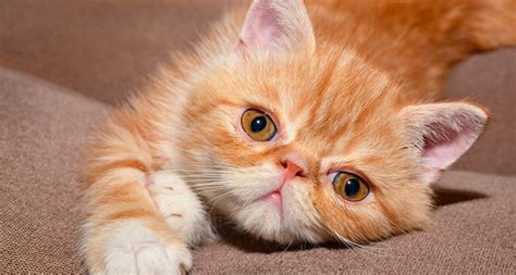 9 Fluffy Orange Cat Breeds Youll Fall In Love With Barkmind