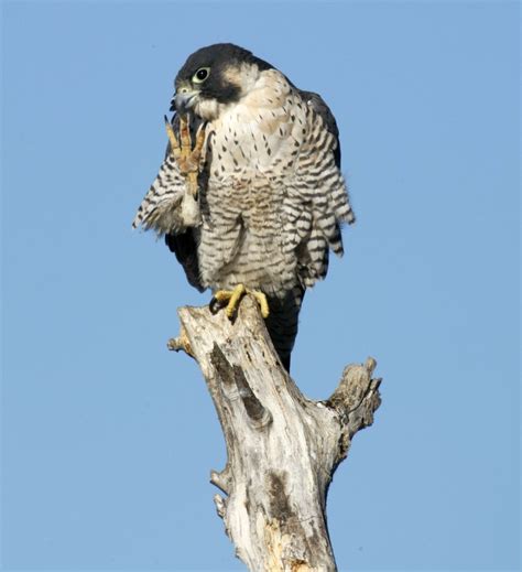 Peregrine Falcon At California S Sacramento National Wildlife Refuge