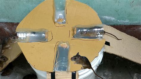 Mouse Trapbest Trap Homemadegood Idea Bucket Mouse Trapeasy Make A