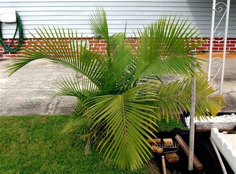 Majesty Palm Care And Ultimate Growing Guide