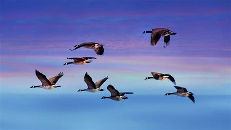 Canadian Geese Flying At Sunset
