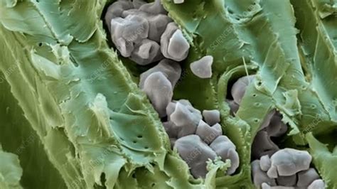 Starch grains, SEM - Stock Video Clip - K007/4510 - Science Photo Library