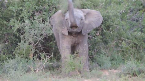 Cute Baby Elephant Playing With Its Trunk Youtube