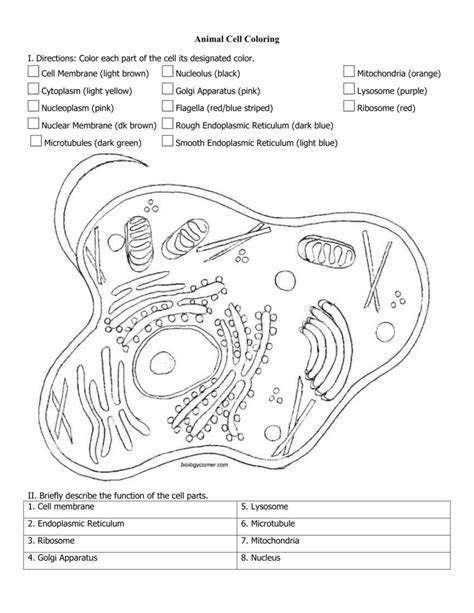Animal And Plant Cell Coloring Worksheets