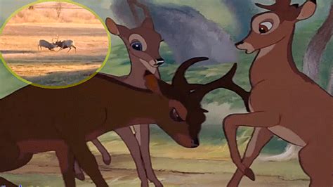 Facebook Video Viral Encuentran A Bambi Enfrentándose A Otro Ciervo Por Amor Face Fb