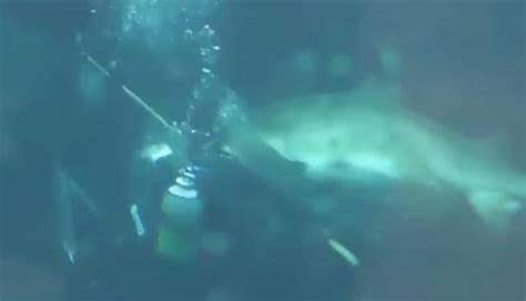 Scuba Diver Attacked By Shark While Cleaning Aquarium Tank Wdbo