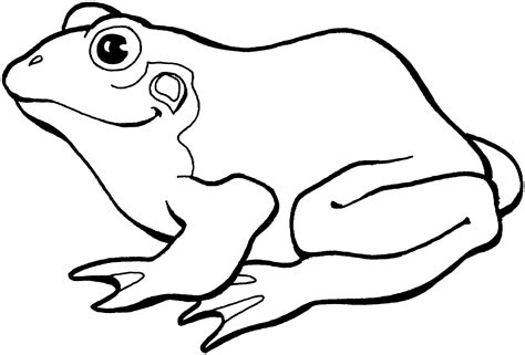 Realistic Frog Outline Drawing Clip Art Library