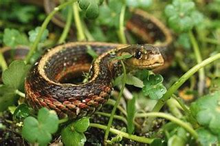 There are 3,600 species of snake. What do Garden Snakes Eat? | theturbulencetraining.com ...