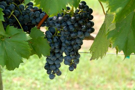 Here presented 53+ grape vine drawing images for free to download, print or share. Vineyard Grapes Free Stock Photo - Public Domain Pictures