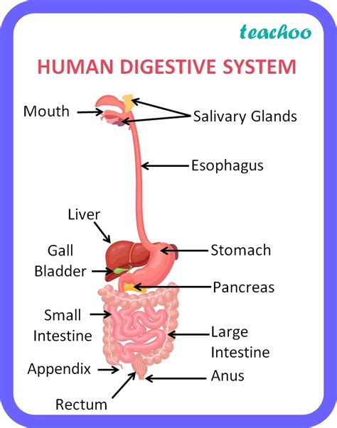 Human Digestive System Diagram Full Process With Flow Chart