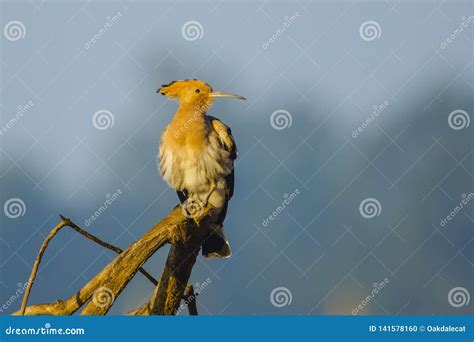 Portrait Of A Common Hoopoe Perched On A Branch Stock Photo Image Of