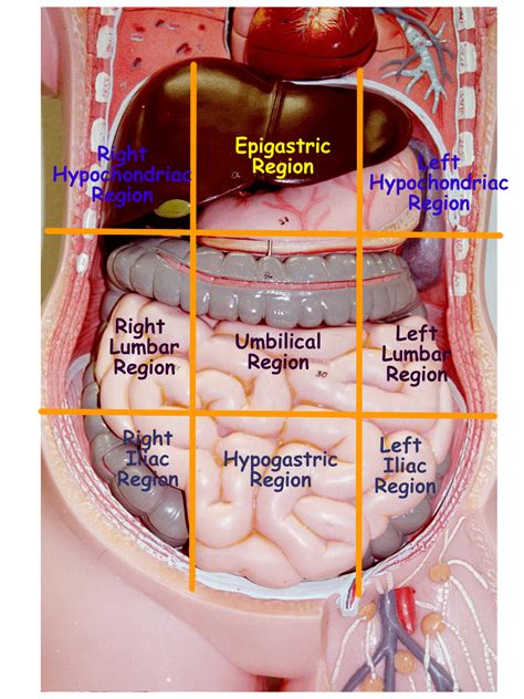 Anatomical Quadrants With Organs 11 Facts About The Gastrointestinal