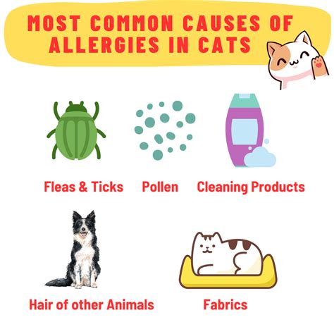 Complete Guide On Cat Allergies Causes Symptoms Treatment Tests And