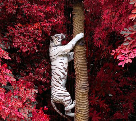 1080x1812 Resolution White Bengal Tiger Climbing Tree Trunk Hd