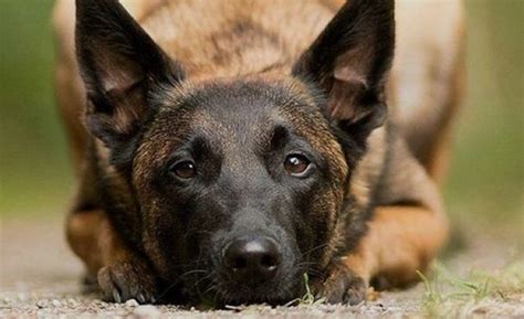 14 Books Every Belgian Malinois Dog Owner Should Read The Dogman