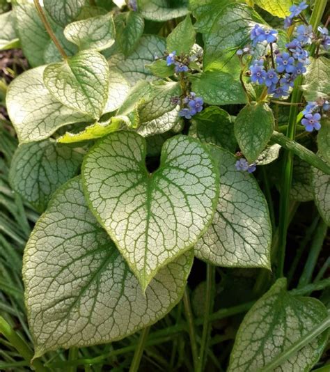 Brunnera Macrophylla Jack Frost Proctors Nursery