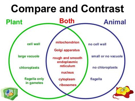 Maybe you would like to learn more about one of these? plant and animal cells not labeled - Google Search | 6th ...