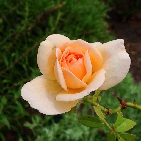 A Beautiful Apricot Rose Rose Garden Design Beautiful