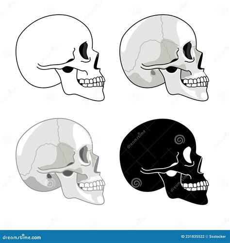 Skull Profile Detailed Anatomy And Halftone Silhouette Skulls