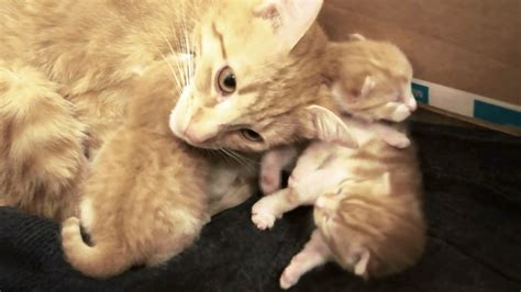 Mama Cat Talks To Her Baby Kittens Youtube