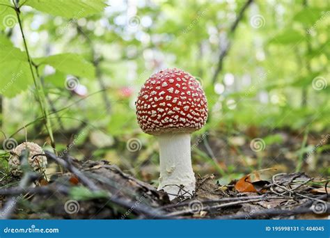 Poisonous Psychoactive Mushroom Of The Genus Amanita Known For Its