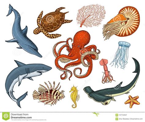 Fishes Set Or Sea Creature Nautilus Pompilius Jellyfish