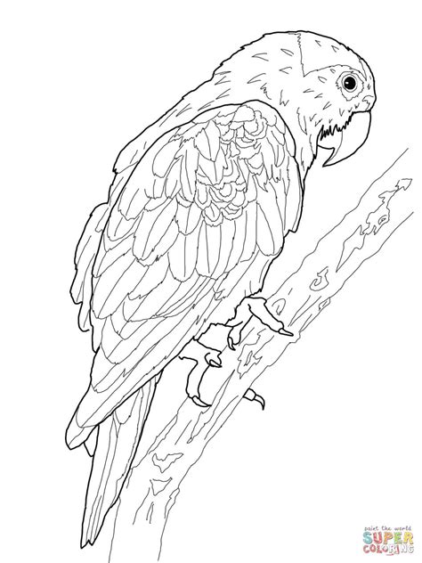 Blue Crowned Green Parrot Super Coloring Bird Coloring Pages