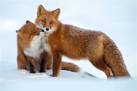 15 stunning winter fox photos that ll make you fall in love with foxes bored panda