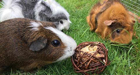 Rabbit And Guinea Pig Enrichment Ideas Lynbrook Vet