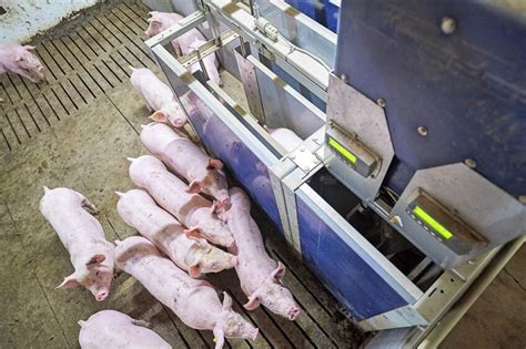 Smart Farming Ideas For The Swine Industry Pig Progress
