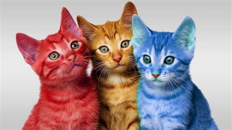 Learn Colors Cute Kitten Cat Colorful Learning Color Video For Kids