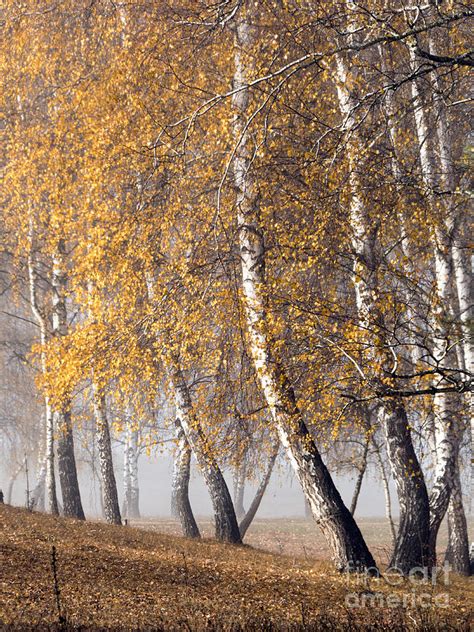 Forest With Birches In The Autumn Photograph By Odon Czintos Fine Art