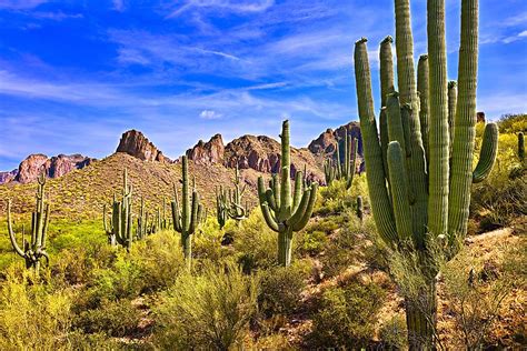 Cactus Flora Of The Desert Worldatlas