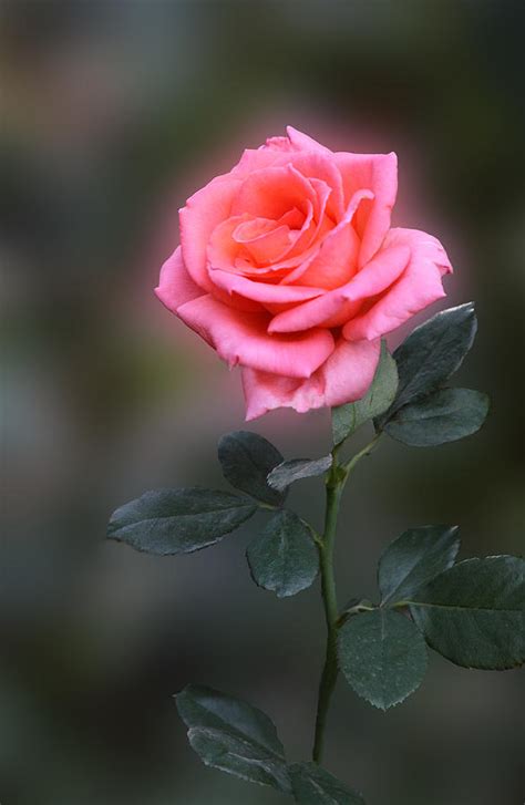 Long Stem Pink Rose Photograph By Linda Phelps