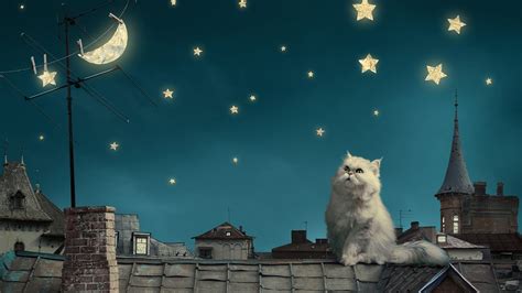 Download Cat Moon And Stars Wallpaper Imgstocks By Lindamorris