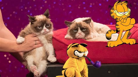 Garfields Lament Grumpy Cat Was A Meme Born Dead Vice