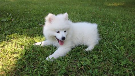 Meet Our Puppy Mini American Eskimo Youtube