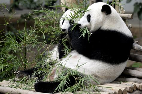 Giant Panda National Park Official Ganp Park Page