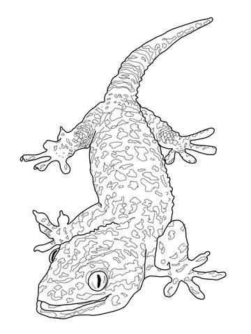 We did not find results for: Tokay Gecko coloring page | SuperColoring.com