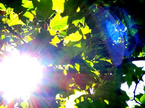 Sun Light Glare Stock Image Image Of Tree Light Leaves 121607191