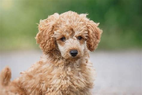 A Comprehensive Guide To The Toy Poodle Animalso
