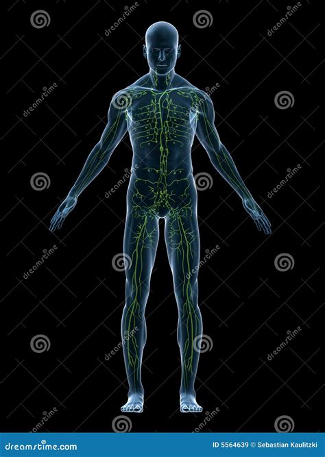 Lymphatic System Stock Illustration Illustration Of Abstract 5564639