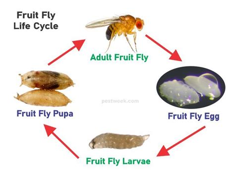 The Fruit Fly Life Cycle Is Shown In This Graphic Above It S Description And Pictures