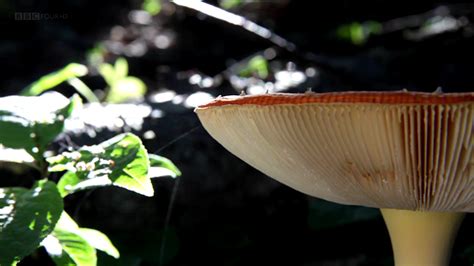 Asadal Bbc The Magic Of Mushrooms 2014