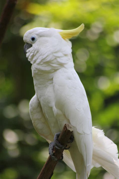 White Parrot By Djmarthmarth On Deviantart
