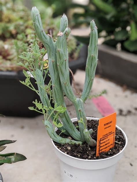 How To Care For The Striking Pickle Plant Succulent Kleinia Stapeliiformis Plants