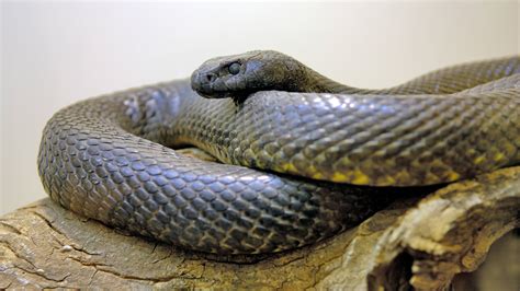 Bereits im normalfall erreicht die königskobra eine länge zwischen 3 und 4 metern. Die giftigsten Schlangen der Welt - Welt der Wunder TV