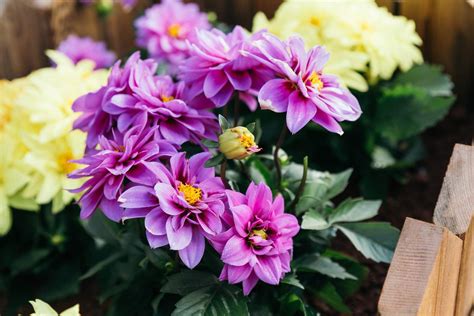 We did not find results for: Learn How to Grow Gorgeous Dahlias in Pots | Dahlias in ...