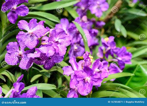 Beautiful Purple Vanda Orchids Flowers Stock Image Image Of Hybrid Orchids 167854871